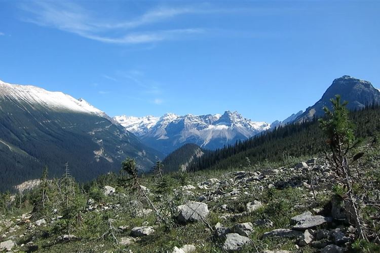 Canada Brit Col: Yoho, Iceline Trail, View above the trees, Walkopedia